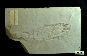 MPEP914.8