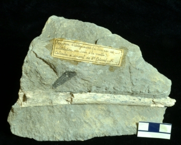 MPEP914.11