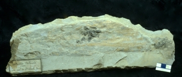 MPEP914.4