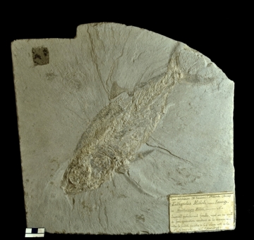 MPEP914.9