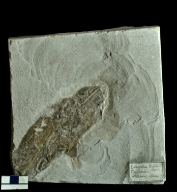 MPEP914.10