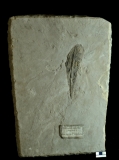 MPEP914.3