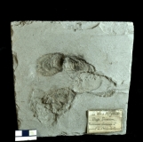 MPEP914.5