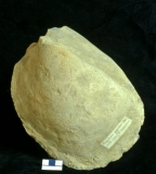 MPEP915.5