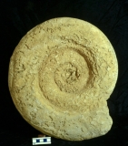 MPEP915.3