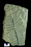 MPEP916.6