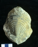 MPEP917.1