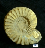 MPEP915.1