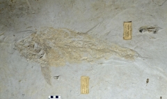 MPEP914-18