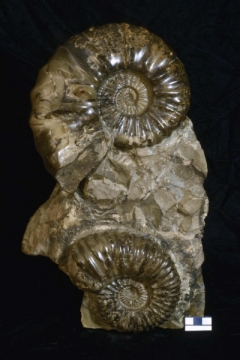 MPEP1004-01