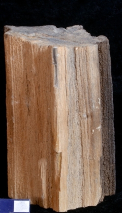 MPEP1006-01
