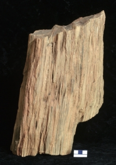 MPEP1006-03