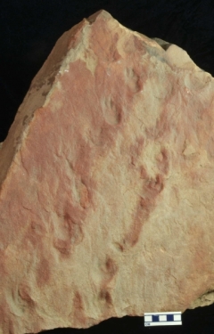 MPEP1006-05a