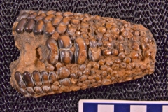 MPEP590-08