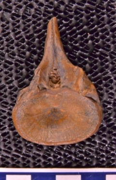 MPEP590-17