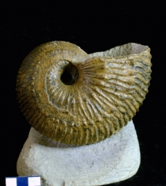 MPEP591-01
