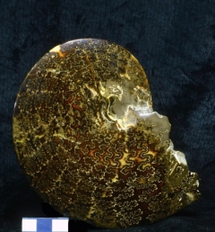 MPEP591-04