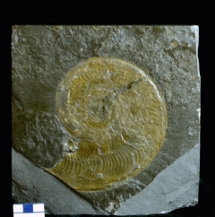 MPEP591-08