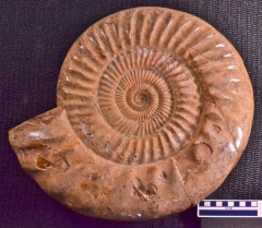 MPEP592-01