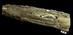 MPEP594-02