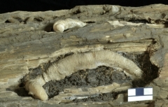 MPEP594-02b