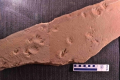 MPEP598-01
