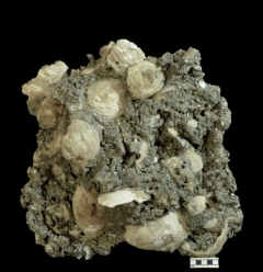MPEP602-01