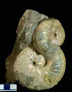 MPEP665-01