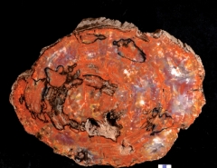MPEP667-01