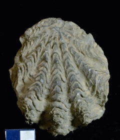 MPEP667-05