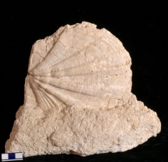 MPEP922-01