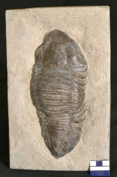MPEP927-01