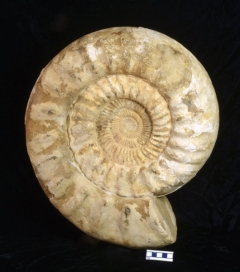 MPEP965-01