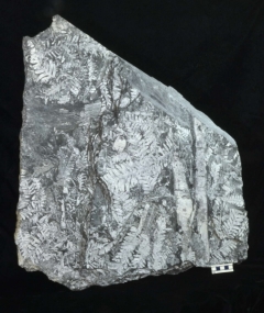 MPEP969-02