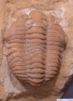 MPEP970-02