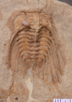 MPEP970-03