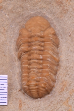 MPEP970-04