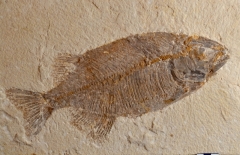 MPEP973-03