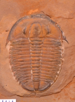 MPEP974-02
