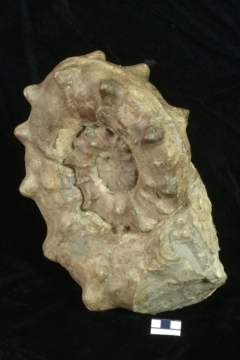 MPEP975-01