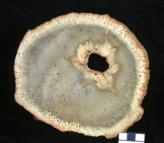 MPEP975-17
