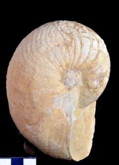 MPEP975-25