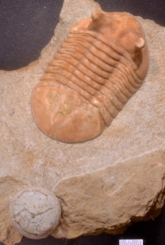 MPEP976-01