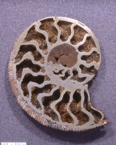 MPEP976-04