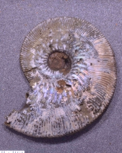MPEP976-04a