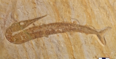 MPEP979-04
