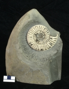 MPEP981-03
