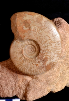 MPEP981-08