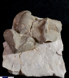 MPEP982-03