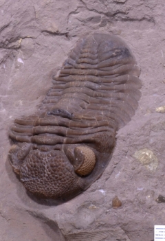 MPEP982-05